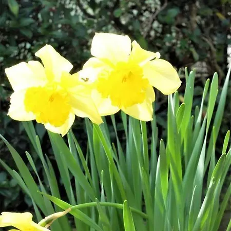 Apartment Con Giardino A 5 Minuti Dal Mare